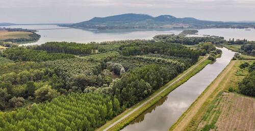 Zalesněná údolní niva řeky Svratky nad ústím do Novomlýnské nádrže Údolní niva